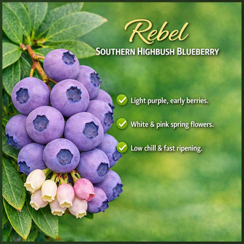 Rebel Southern Highbush Blueberry Plant Berryking.com