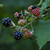 Ponca Thornless Blackberry Bush Berryking.com