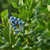 Powderblue Rabbiteye Blueberry Plant Berryking.com