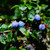 Powderblue Rabbiteye Blueberry Plant Berryking.com