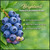 Brightwell Rabbiteye Blueberry Plant Berryking.com
