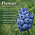 Premier Rabbiteye Blueberry Plant Berryking.com