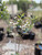 Titan Rabbiteye Blueberry Plant Berryking.com