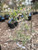 Alapaha Rabbiteye Blueberry Plant Berryking.com