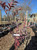 Alapaha Rabbiteye Blueberry Plant Berryking.com