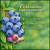 Ochlockonee Rabbiteye Blueberry Plant Berryking.com