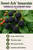 Sweet-Ark® Immaculate Thornless Blackberry Bush Berryking.com