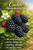 Caddo Thornless Blackberry Bush Berryking.com