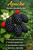 Apache Thornless Blackberry Bush Berryking.com