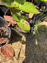 Understanding Fungal Leaf Spot on Apache Blackberry Plants