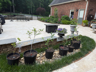 Container Gardening with Berries