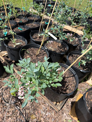 From Pale Yellow to Healthy Green: Premiere Blueberries Bounce Back From Pale Yellow to Healthy Green: Premiere Blueberries Bounce Back