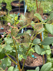 Japanese Beetle Damage on Blueberries: What We’re Seeing in North Carolina in Early June Japanese Beetle Damage on Blueberries: What We’re Seeing in North Carolina in Early June