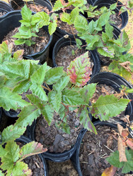 Why Are My Caddo Blackberry Leaves Turning Red or Purple?