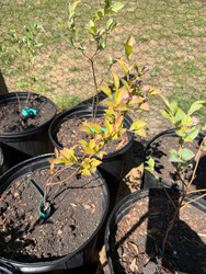 The Mistake I Made Acidifying My Soil Too Quickly (And How My Blueberries Reacted)