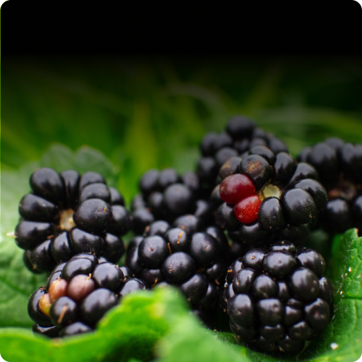 Blackberry Plants