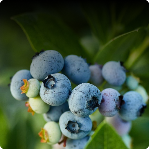 Blueberry Plants