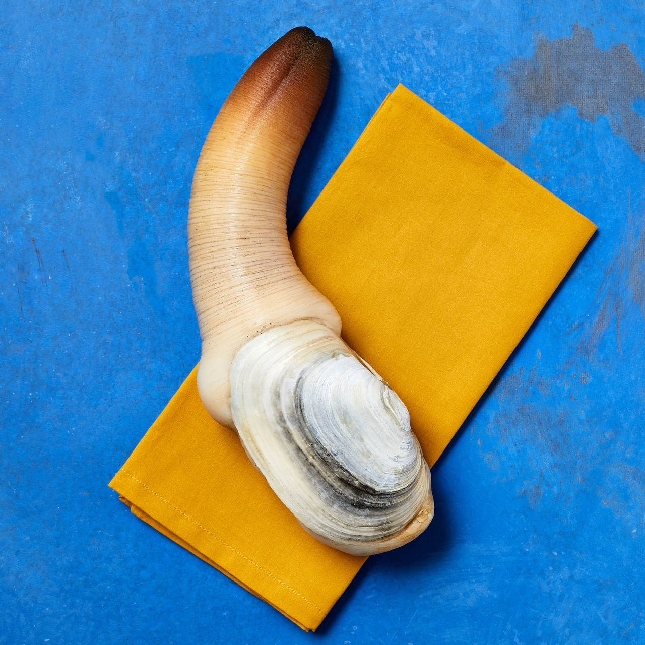 Geoduck | Taylor Shellfish Farms