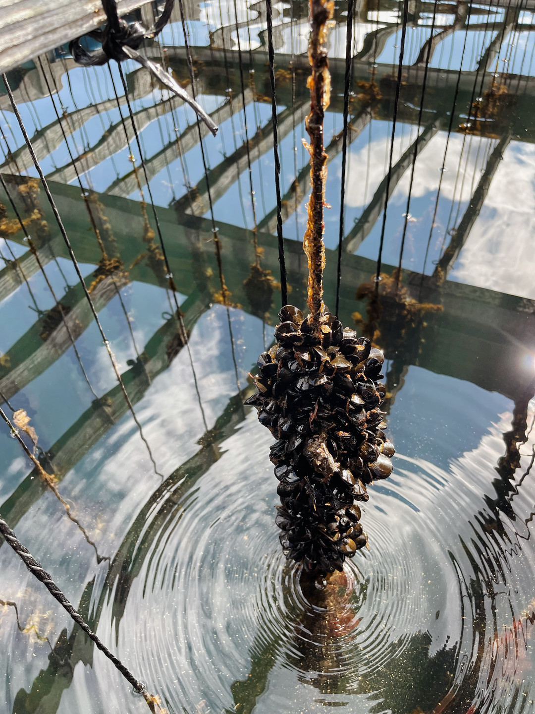 Ekone Smoked Mussels