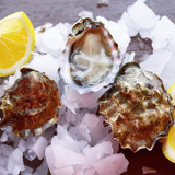 Olympia Oysters