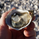 Big Oysters