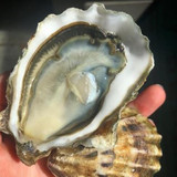 Sumo Kumo Oysters (30 pcs)