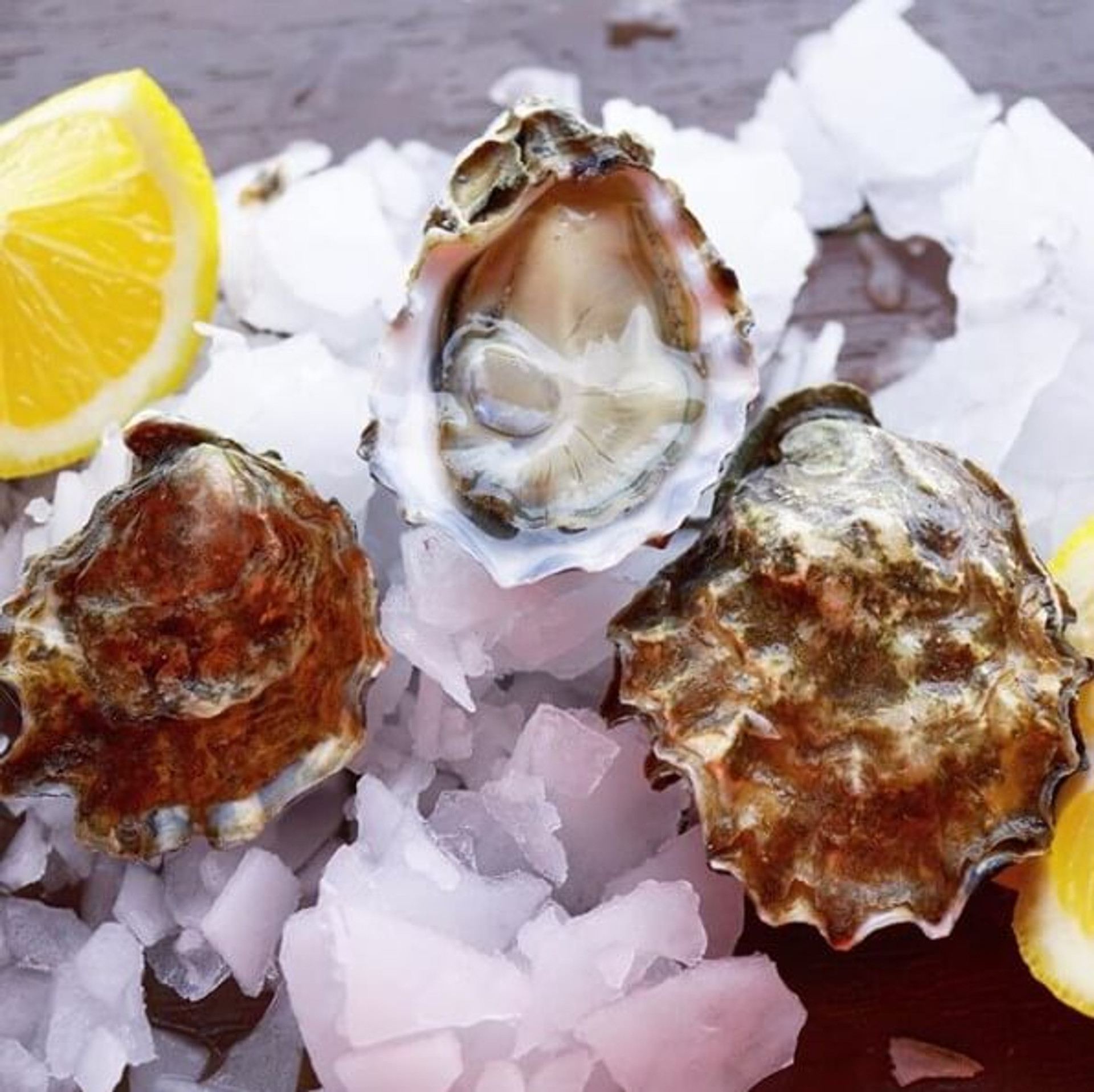 Kumamoto Oysters (30 PCS) Japanese Oysters Taylor Shellfish Farms