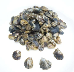 Kumamoto Oyster Seed