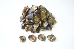 Olympia Oyster Seed