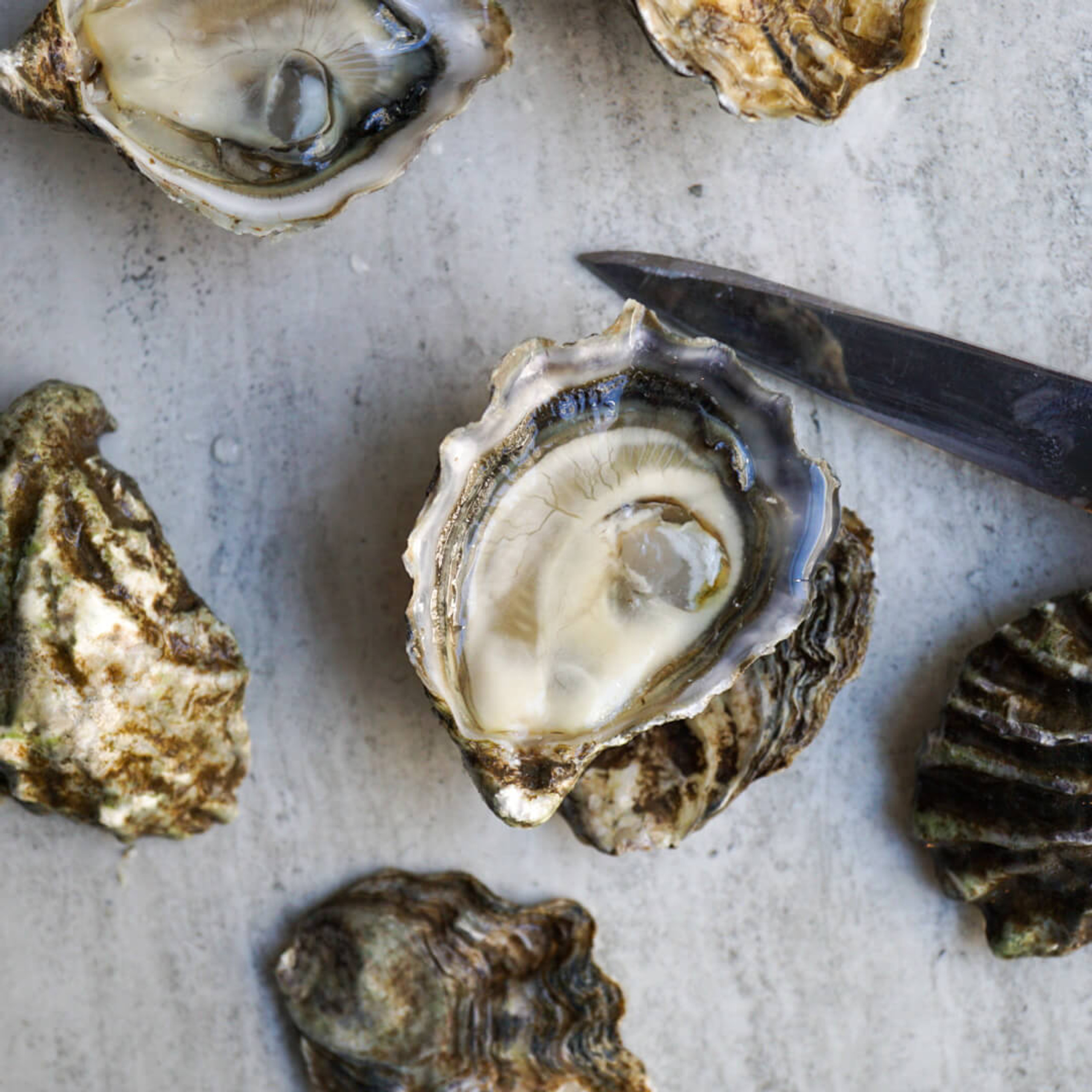 Kumamoto Oysters (30 PCS) Japanese Oysters Taylor Shellfish Farms