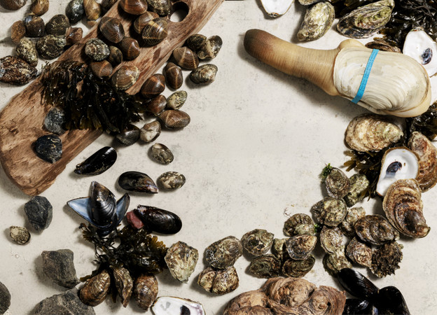 Clams, Mussels & Geoduck