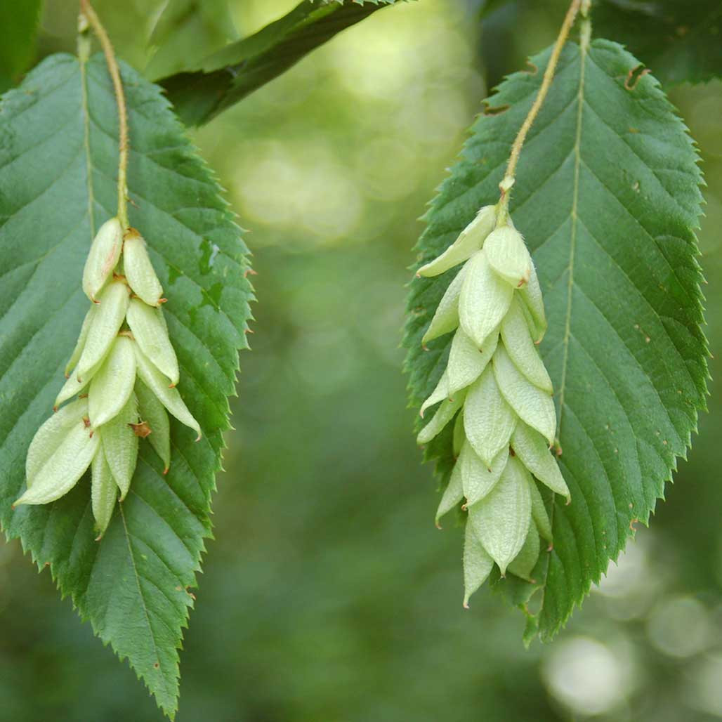 Ironwood Johnson's Nursery, Inc