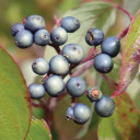 Silky Dogwood
