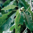 Chinkapin Oak