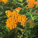 2083-Asclepias-tuberosa