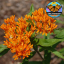 Butterflyweed