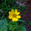 Stiff Coreopsis