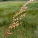 Indian Grass