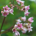 Spreading Dogbane