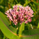 Sullivant's Milkweed