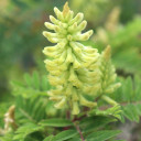 2120-Astragalus-canadensis