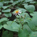 2096-Eurybia-macrophylla