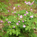 Wild Geranium