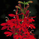 1048-Lobelia-cardinalis