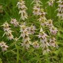 Spotted Bee Balm
