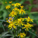 Golden Groundsel