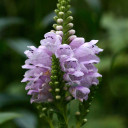 Obedient Plant