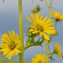 3038-silphium-laciniatum