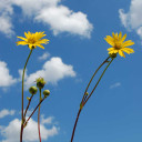 Prairie Dock