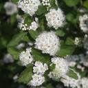 1789-Physocarpus-opulifolius